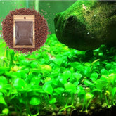 Generic Alfombra enana de hoja grande para acuario, cubre rápido y crea paisaje natural.