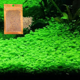 Lucky Grass en acuario: cobertura verde densa y crecimiento rápido para un paisaje natural