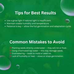 Lucky Grass detalle de hojas nuevas: color y textura renovados