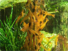 GlasGarten Shrimp Lollies sabores nuez: opción crujiente para estimular el forraje de camarones