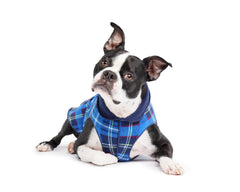 Goldpaw Duluth, sudadera doble forro para perro pequeño, abrigo cálido para paseos.