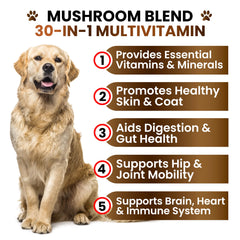 Grateful Pawz perro masticando snack 30-en-1 para vitalidad diaria