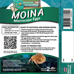GREEN WATER FARM Moina Macrocopa Huevos vivos, vista cercana para alimentar crías.