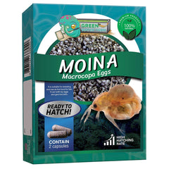 GREEN WATER FARM Moina Macrocopa Huevos vivos para cultivo y alimentación.