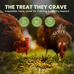 Greenest Treats larvas mosca soldado para patos, fuente proteica para crías.