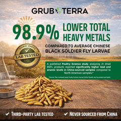 GrubTerra primer plano de larvas mosca soldado negra, textura seca.