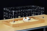 GuineaLoft Model-C2: caja acrílica frontal para observación clara del conejillo de indias