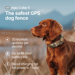 Halo Collar 5 con zonas virtuales mantiene al perro dentro de lĂmites seguros.
