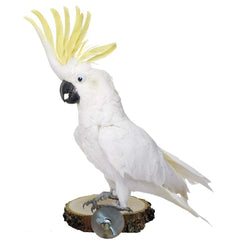 Hamiledyi diseño estético natural que armoniza con la jaula.