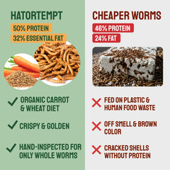 Hatortempt proteína alta para aves, ideal como complemento nutricional.
