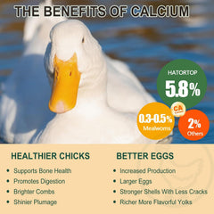 Proteína alta de BSF, sustento para aves saludables