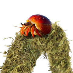 HERCOCCI plantas de soporte, tres unidades para rutas de exploración seguras