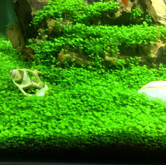 Hewnda substrato acuario 2lb, agua suavizada potencial para plantas