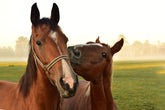 Horsemen's Pride Jolly Tug con doble mango para juego entre caballos
