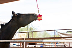 Premio con sabor a manzana de Horsemen's Pride para establo, distracción segura.