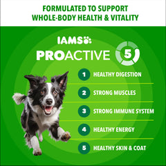 IAMS Proactive Health Minichunks, pollo y grano entero, promueve digestión equilibrada
