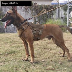 ICEFANG arnés GN3 trasero para caminatas estables