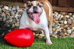 Jolly Egg en acción: movimiento dinámico para perros grandes.