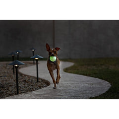 Jolly Pets Jolly Jumper rebote errático para juego activo
