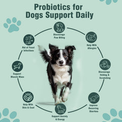 Jomielerr Probióticos para perros, inmunidad diaria: ayuda a mantener piel saludable.