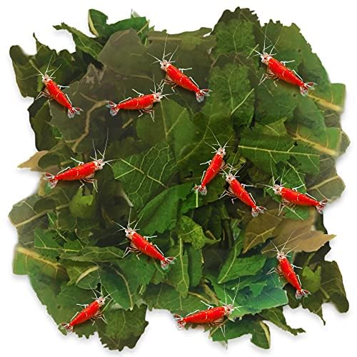 JOR Hojas de morera secas para camarones, fuente natural de alimento en acuarios.