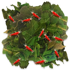 JOR Hojas de morera secas para camarones, fuente natural de alimento en acuarios.