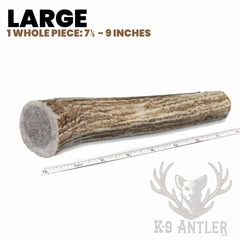 K-9 Antler Co. perro mordiendo asta entera.