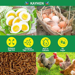 Kayhen pollo comiendo larvas, ejemplo de uso diario para aves.