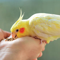 Kaytee empaque práctico de golosinas para aves en casa