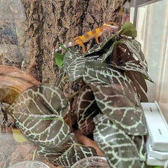 KERUIDENG plantas artificiales para terrario, Anthurium Crystallinum, soporte decorativo duradero para reptiles.