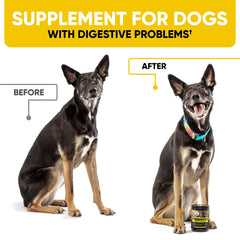 Kinpur Probiotics Chews para perros, masticables con textura dulce, favorecen la digestión.