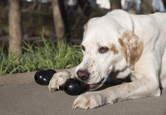 KONG Extreme Goodie Bone, agarres para premios que facilitan rellenos desafiantes.