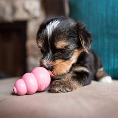 KONG Puppy se rellena con premios, prolonga juego y entrenamiento.