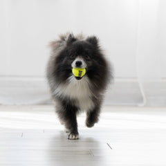 KONG Squeakair Pelota de dientes suave, adecuada para masticar sin dañar dientes.