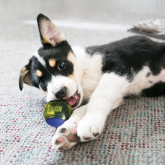 KONG Squeezz Action Ball, bola con sonajero incorporado para mantener a tu perro activo