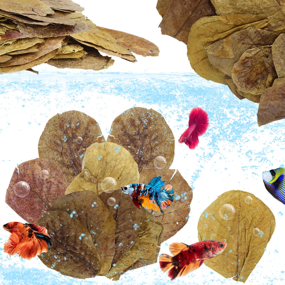 LeonBach hojas catappa grandes para acuario, ambiente natural para peces