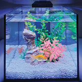 Level One Pets mini betta en acuario de 3 galones, ideal para bettas en espacios reducidos.