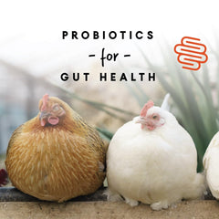 Manna Pro vitaminas y calcio para huesos y cáscaras robustas