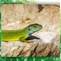Maxcheck cuencos transparentes para geckos ver cuánta comida queda