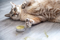 Meowy Janes Catnip Keef, gato jugando con polvo, fomenta la curiosidad y la actividad lúdica.
