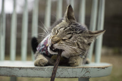 Detalle de Meowy Janes palito matatabi masticable, opción natural para gatos curiosos.