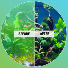 Acuario con agua más clara gracias a Algaway 5.4 durante el tratamiento