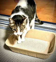 Midlee bandeja portátil para arena de gatos, vista lateral, perfecta para salidas