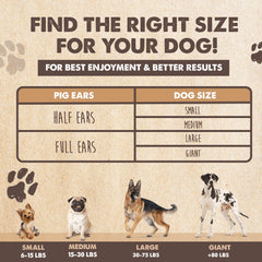 Mighty Paw apoyo dental mediante la masticación de orejas de cerdo.