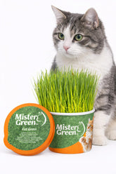 Mister Green Pet Cat Grass Grow Kit – embalaje biodegradable para uso en casa