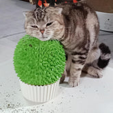 Miwoowim alimentador de hierba gatera para gatos, ideal para juego y exploración.