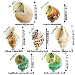 MOASIOP conchas marinas, tamaños variados, permiten ajuste cómodo durante el crecimiento.