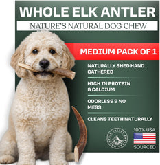 Mountain Valley cuerno-alce-perro, masticable y duradero para perros activos