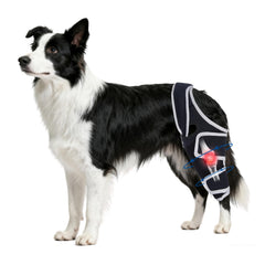 Rodillera Moysoon para perro con soporte metálico para mayor estabilidad en paseos.