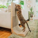 Rascador de pared Necoichi para gatos en interiores, protege muebles y facilita rascar.